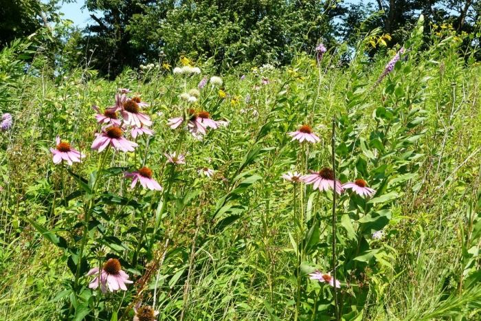 Image of blooming flowers in Clay County